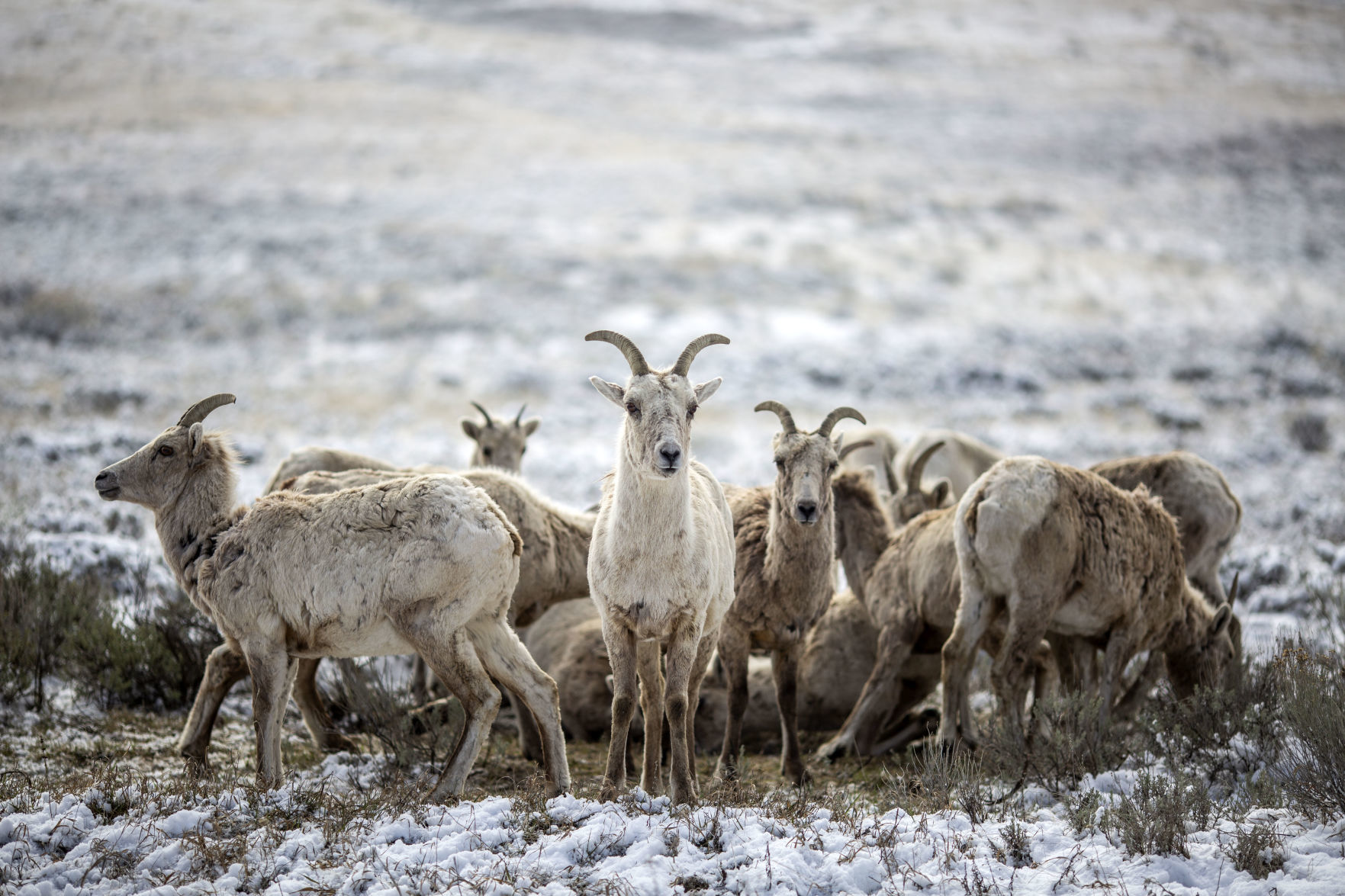 Bighorn sheep on the National Elk Refuge